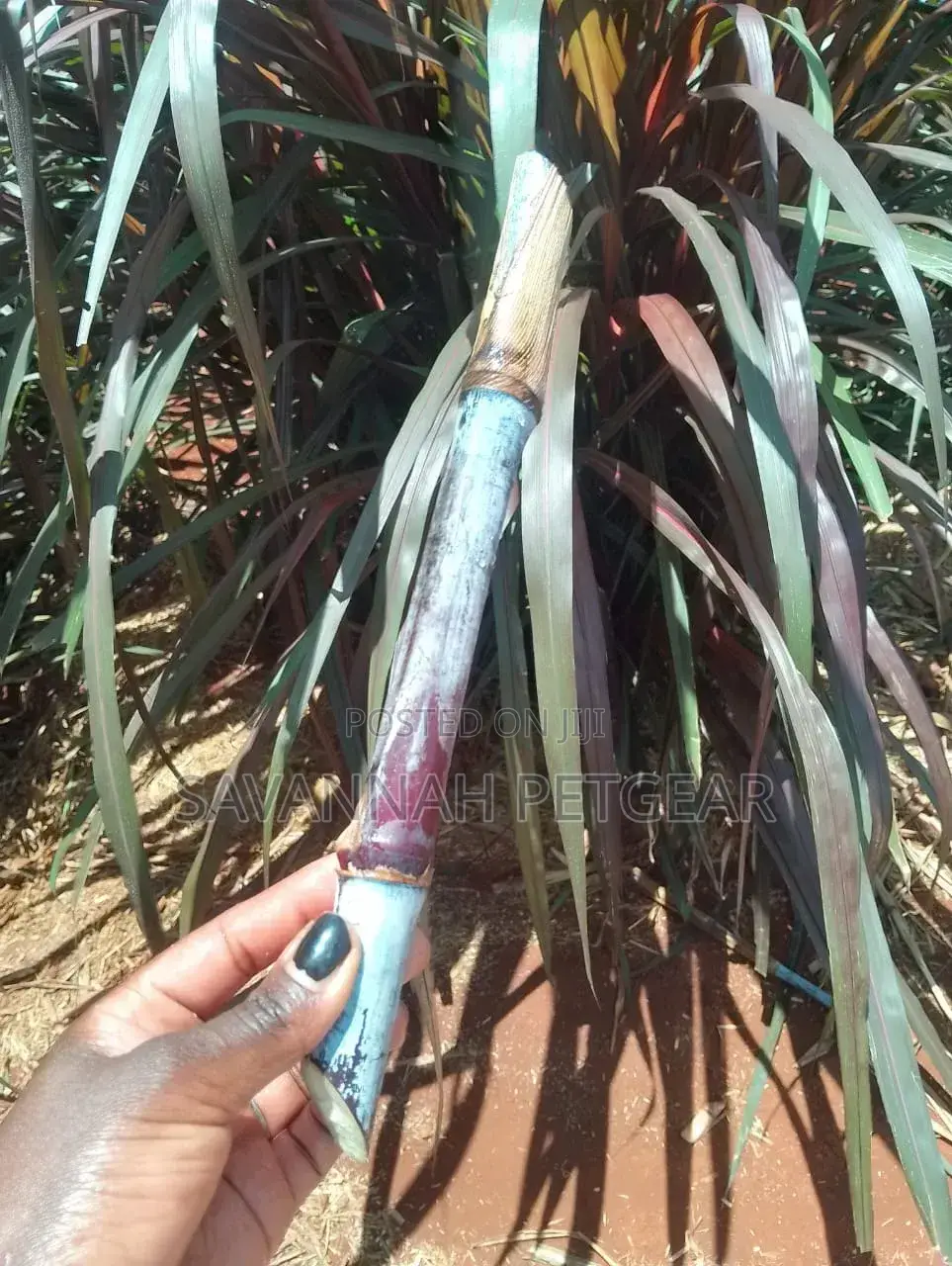 Australian Red Napier Grass Variety (2 Nodes Cuttings) -1000 Cuttings