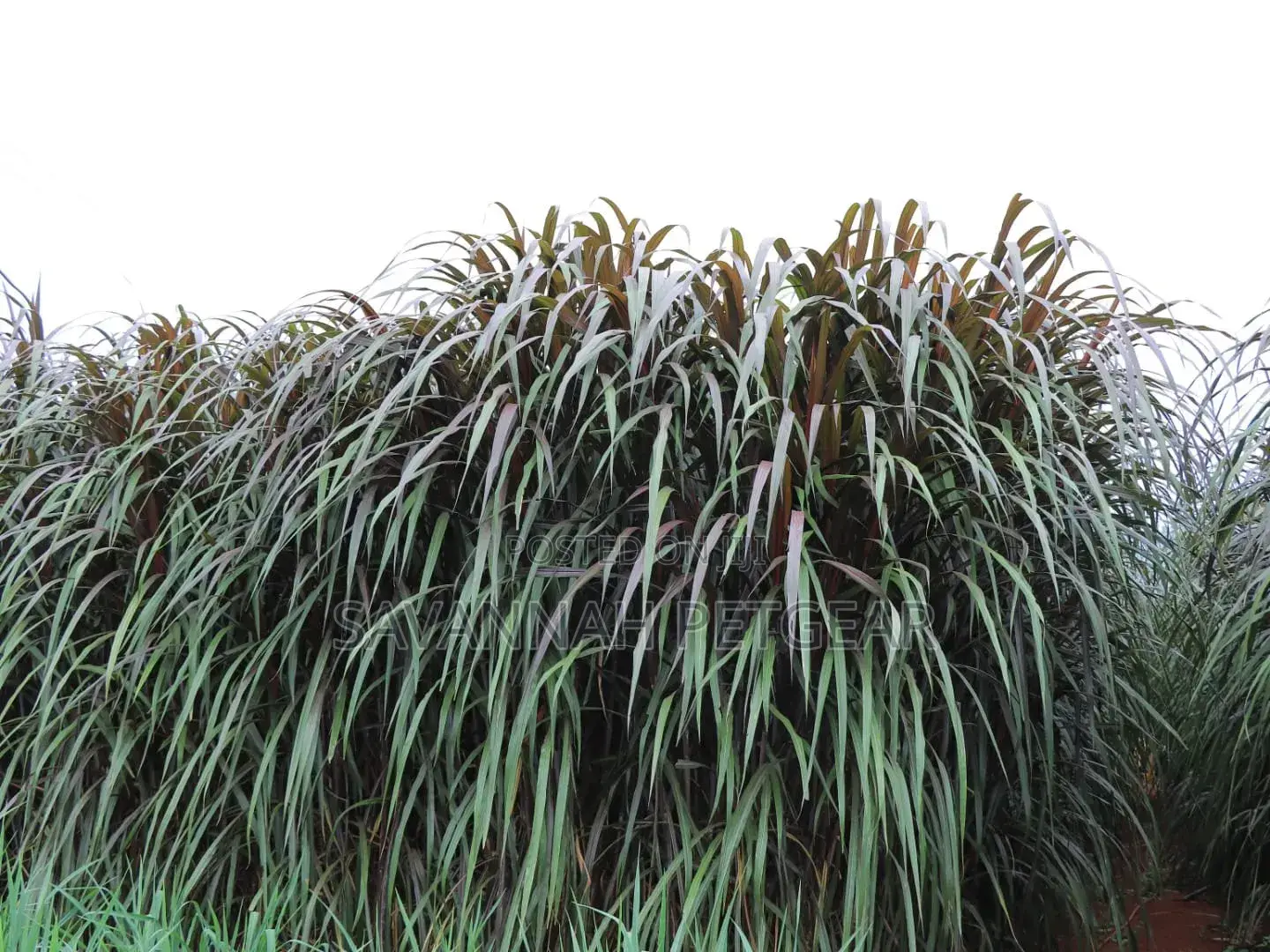 Australian Red Napier Grass Variety (2 Nodes Cuttings) -1000 Cuttings