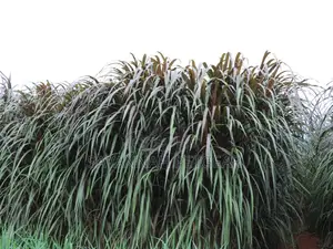 Australian Red Napier Grass Variety (2 Nodes Cuttings) -1000 Cuttings
