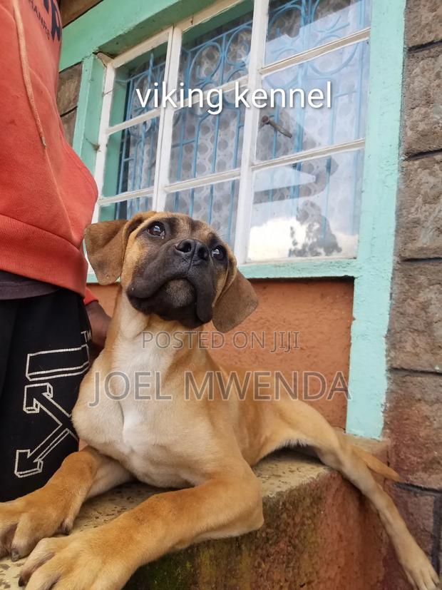 3-6 months Female Purebred Boerboel