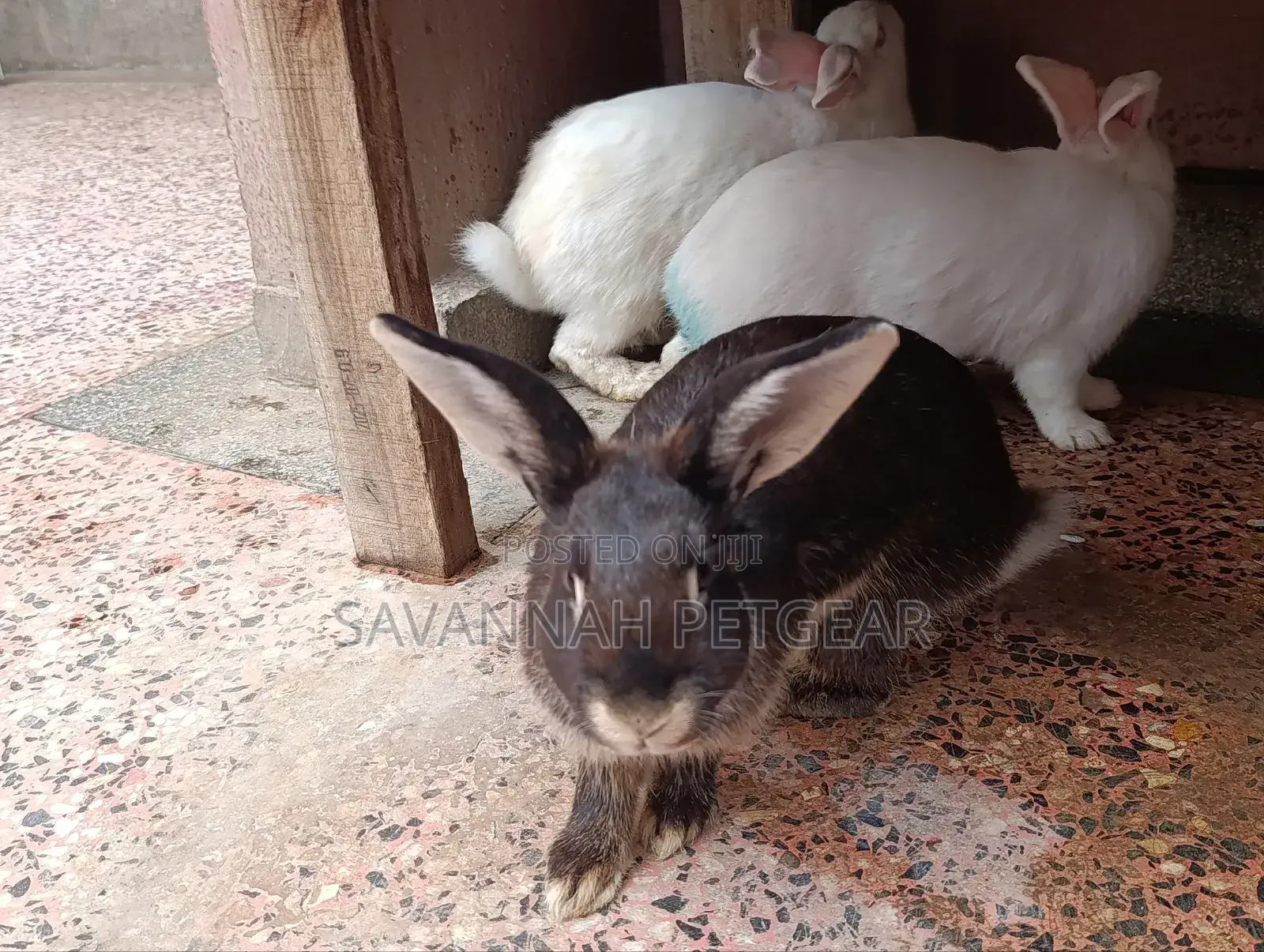 Fine Rabbit Breeds Flemish Giant, New Zealand White for Sale