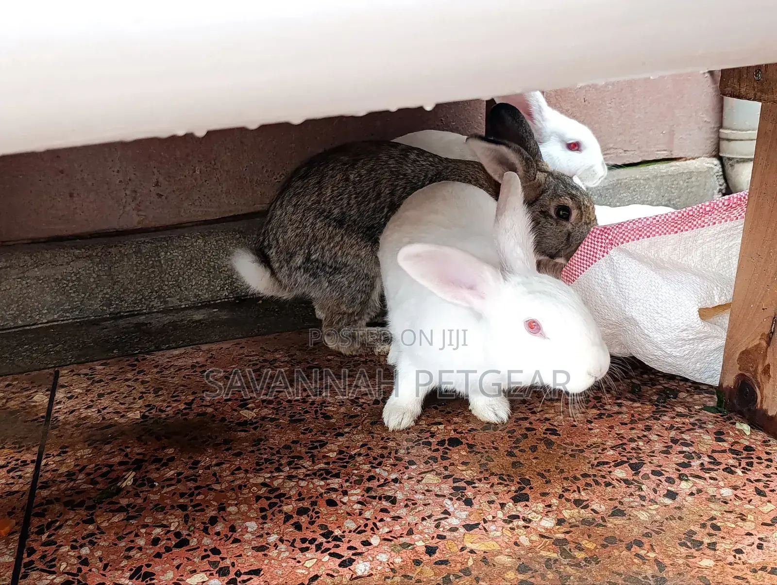 Fine Rabbit Breeds Flemish Giant, New Zealand White for Sale