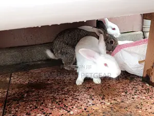 Fine Rabbit Breeds Flemish Giant, New Zealand White for Sale