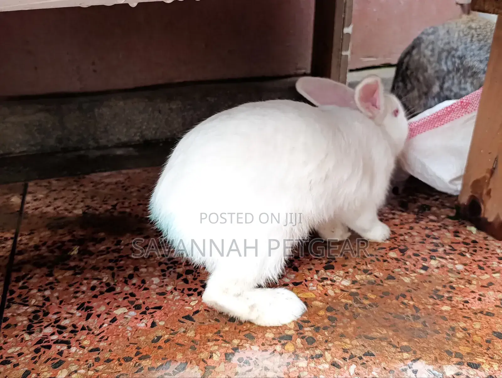Fine Rabbit Breeds Flemish Giant, New Zealand White for Sale