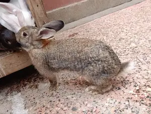 Fine Rabbit Breeds Flemish Giant, New Zealand White for Sale