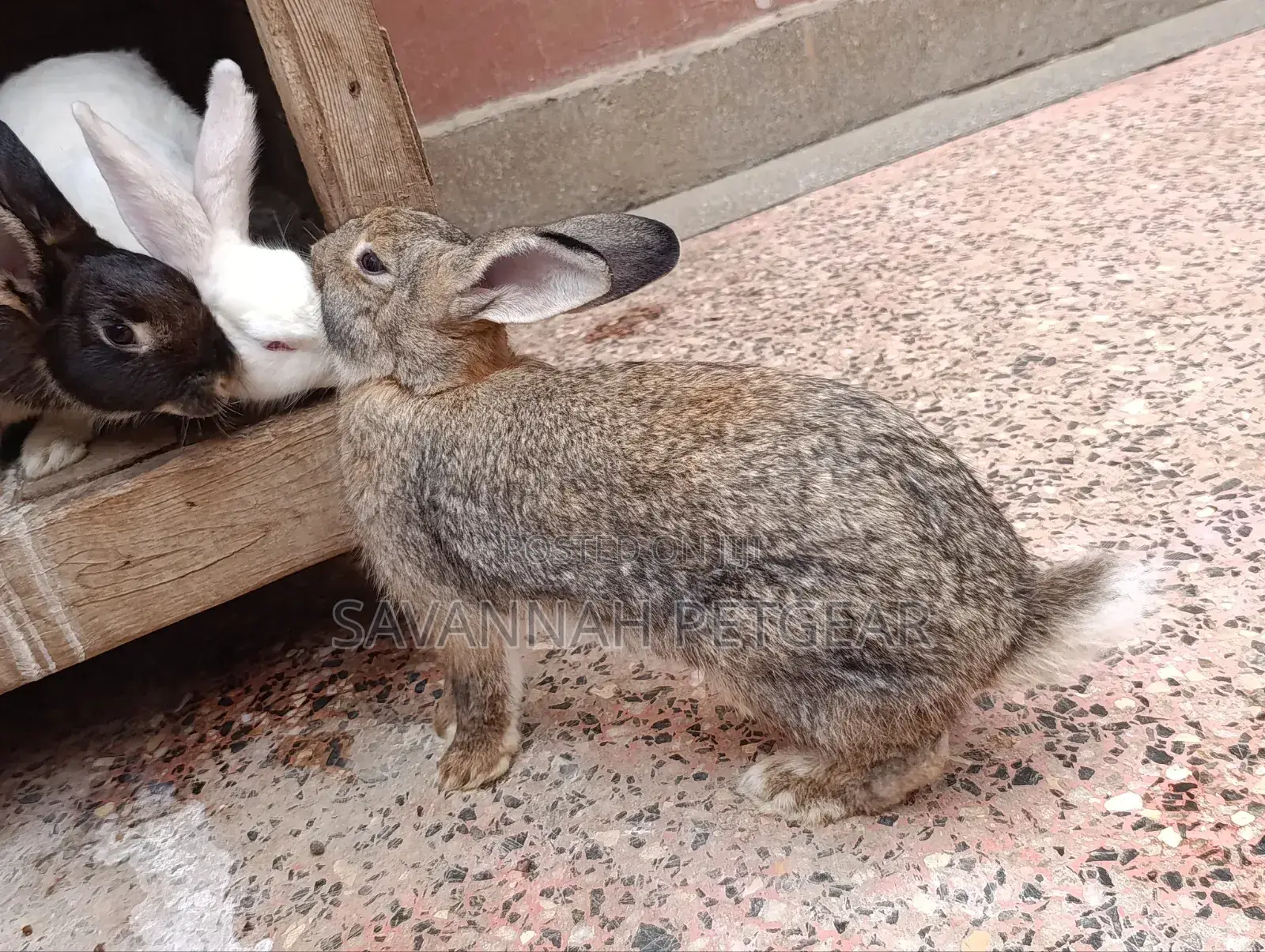 Fine Rabbit Breeds Flemish Giant, New Zealand White for Sale