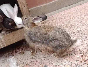 Fine Rabbit Breeds Flemish Giant, New Zealand White for Sale