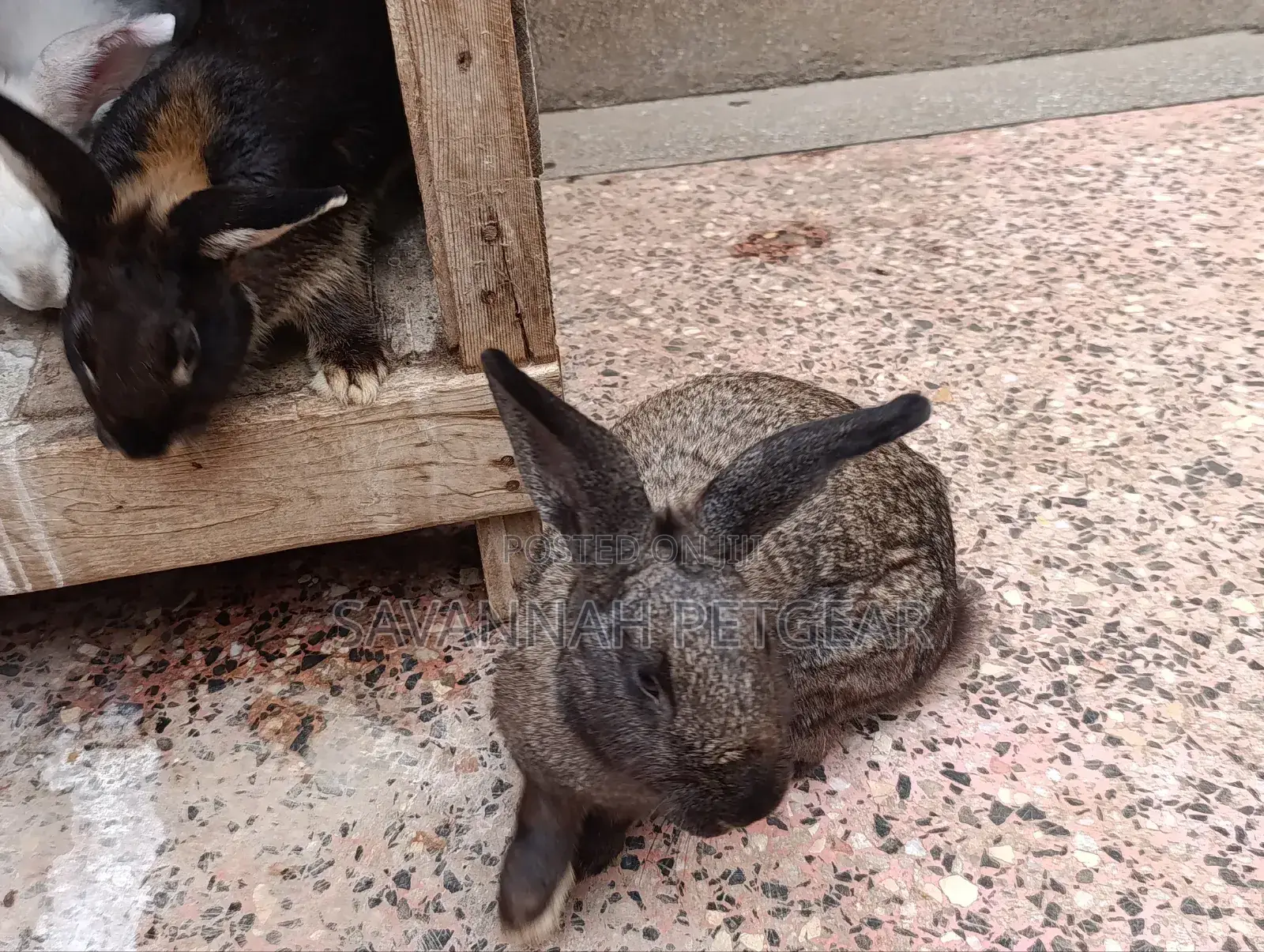 Fine Rabbit Breeds Flemish Giant, New Zealand White for Sale
