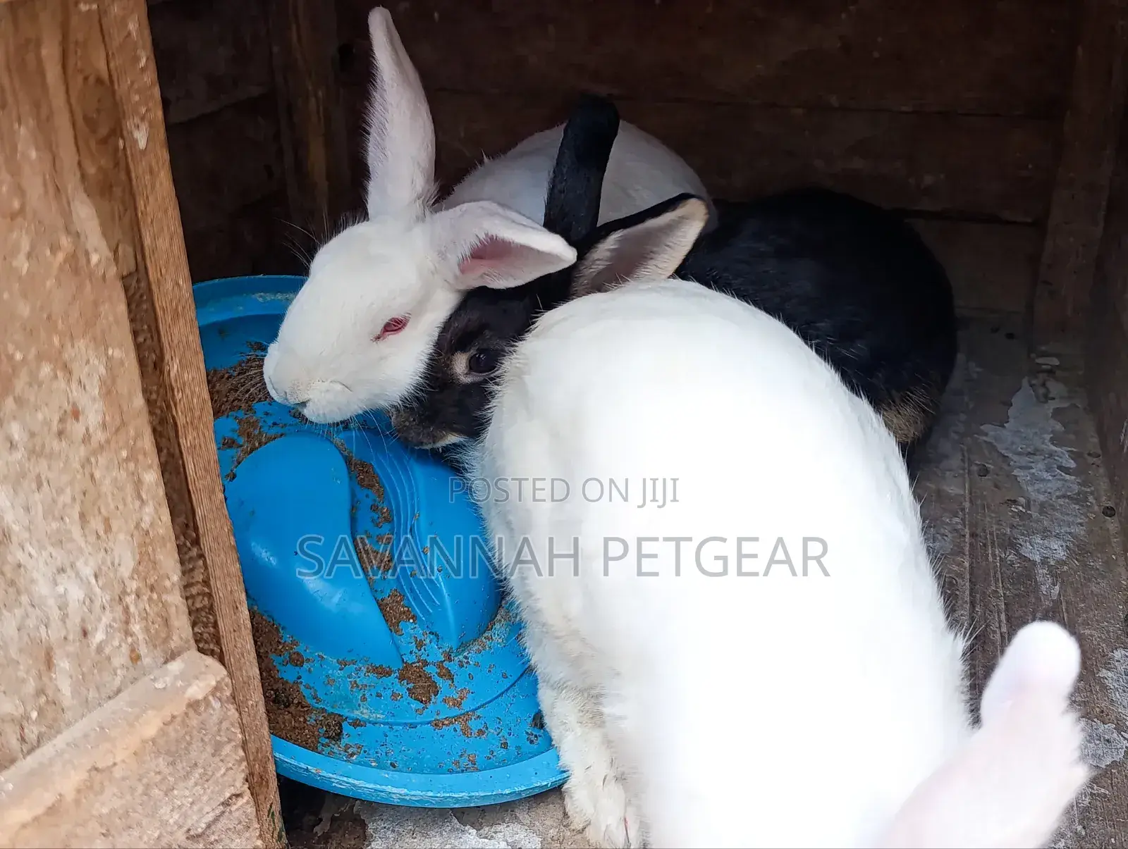 Fine Rabbit Breeds Flemish Giant, New Zealand White for Sale