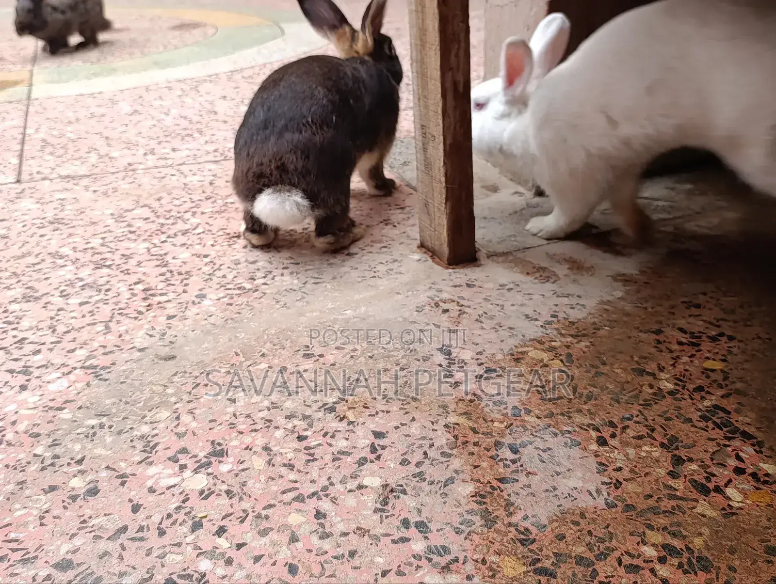 Fine Rabbit Breeds Flemish Giant, New Zealand White for Sale