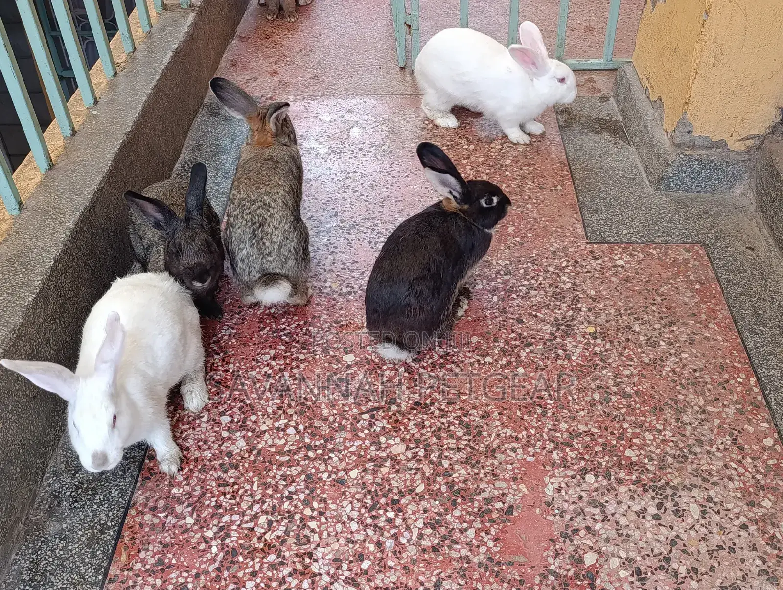 Fine Rabbit Breeds Flemish Giant, New Zealand White for Sale