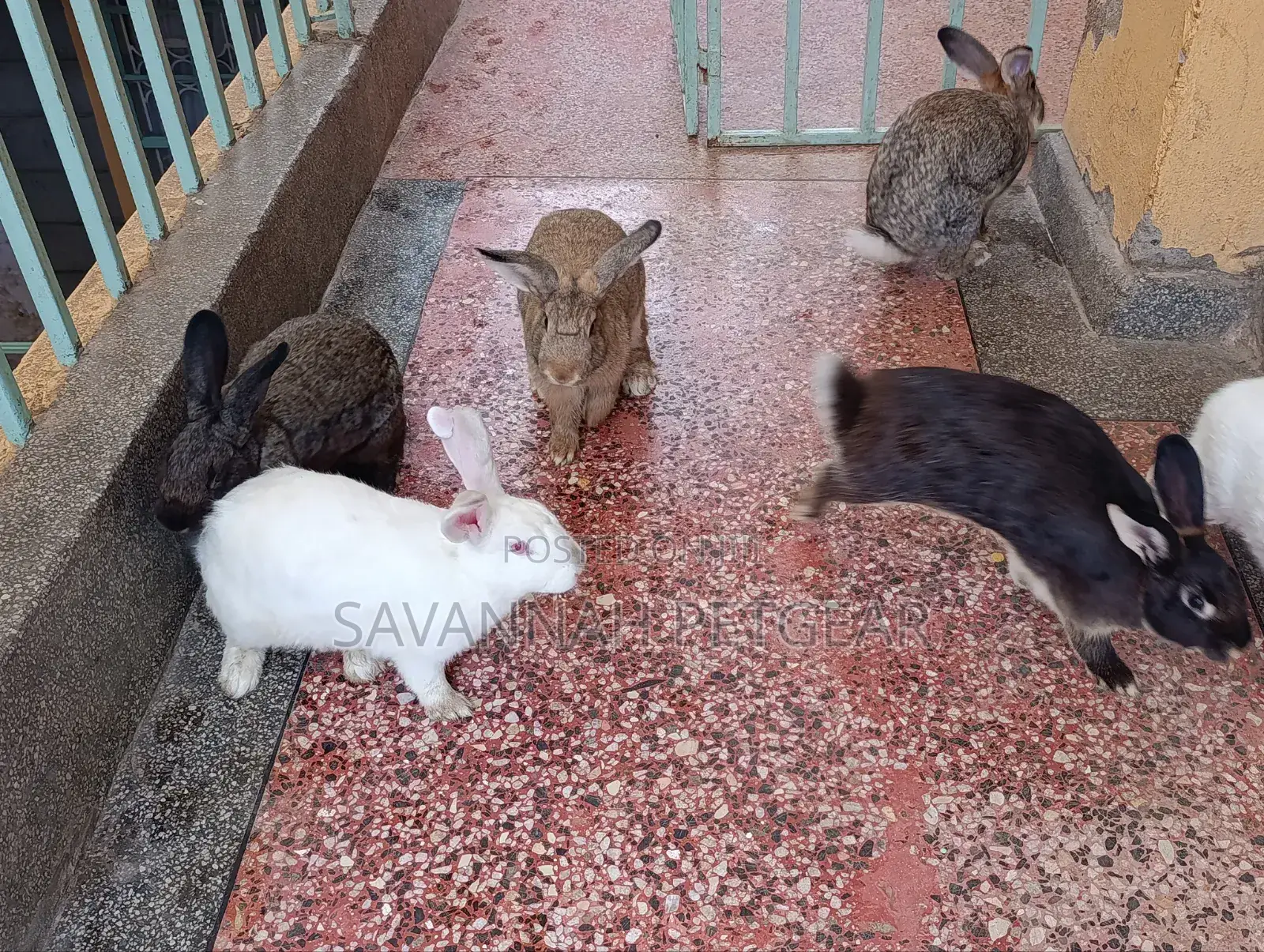 Fine Rabbit Breeds Flemish Giant, New Zealand White for Sale