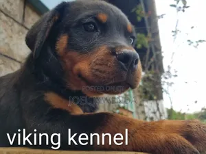 3-6 months Female Purebred Rottweiler