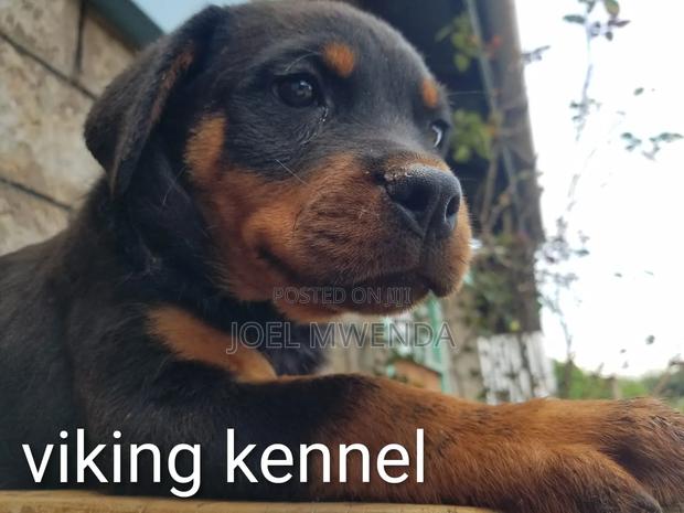 3-6 months Female Purebred Rottweiler - main view