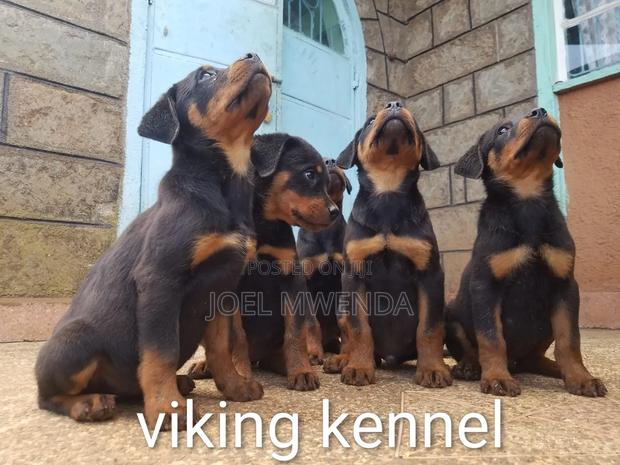 3-6 months Female Purebred Rottweiler - thumbnail 3