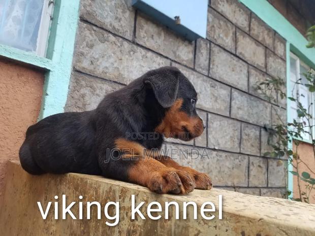 3-6 months Female Purebred Rottweiler - thumbnail 4