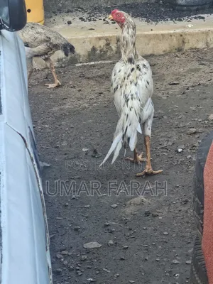 Pure Male Kuchi Aseel