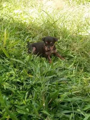 0-1 month Male Mixed Breed Mongrel (No Breed)