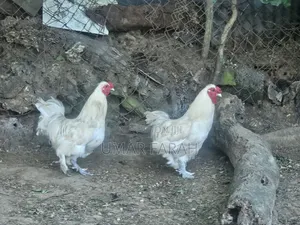 Male Bantam