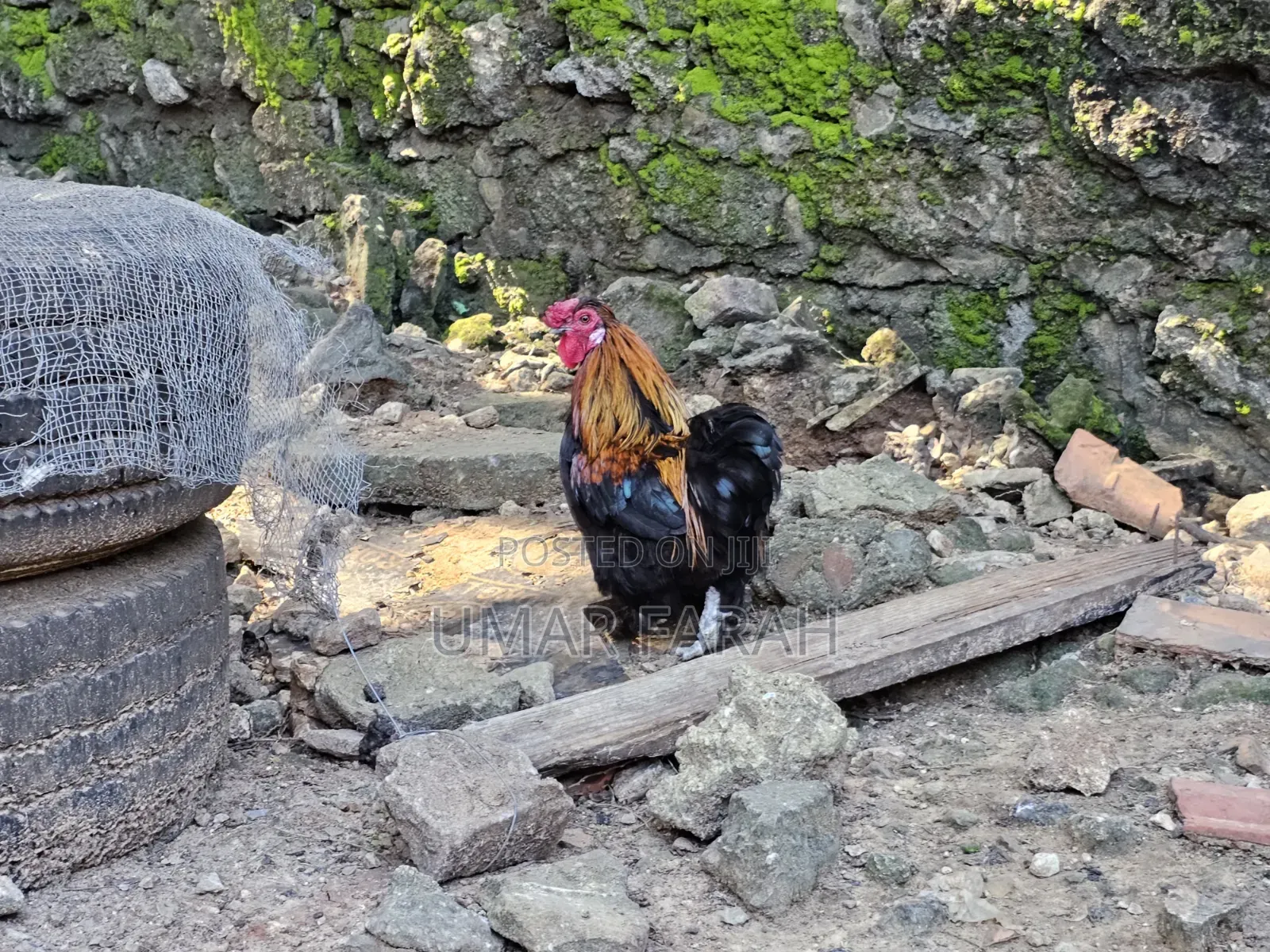 Male Bantam