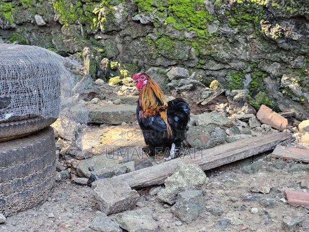 Male Bantam - thumbnail 3