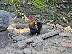 Male Bantam