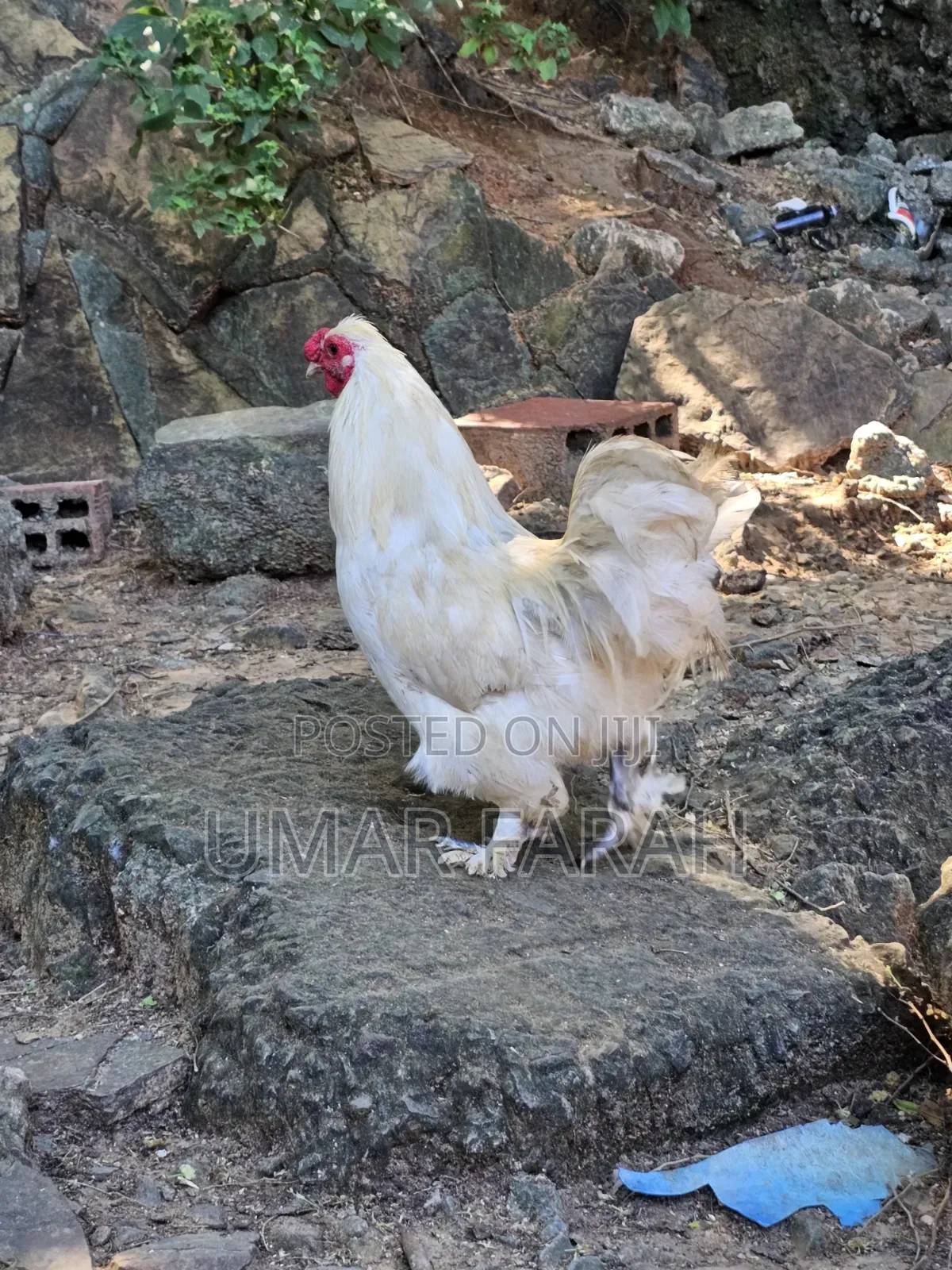 Male Bantam