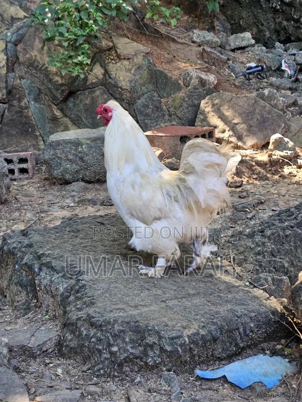 Male Bantam - thumbnail 4