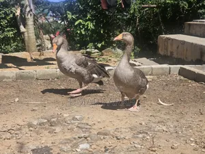 Fully Matured Goose Already Laying