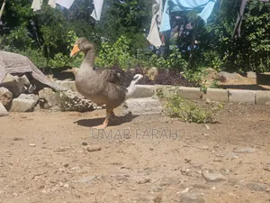 Fully Matured Goose Already Laying