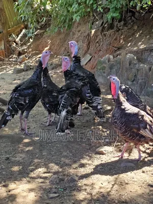 Fully Matured Turkey