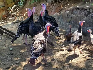 Fully Matured Turkey