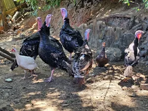 Fully Matured Turkey