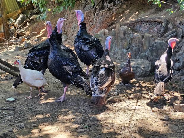 Fully Matured Turkey - thumbnail 3