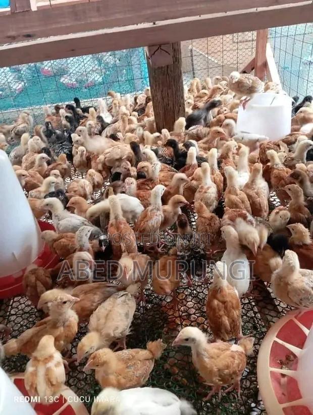 Poultry Farm