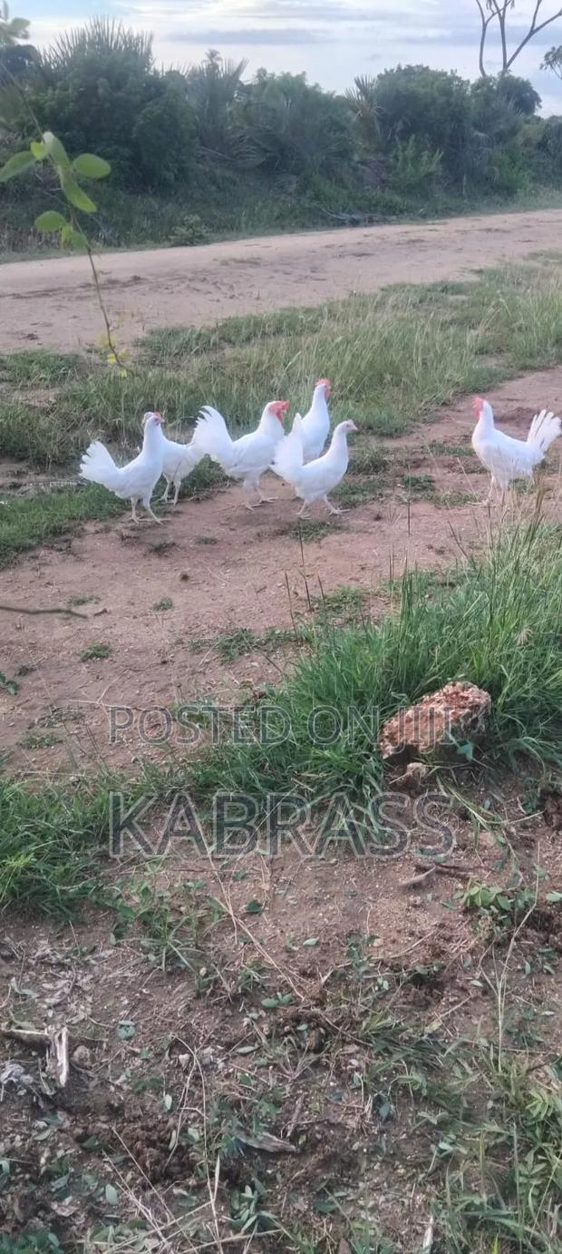 Pure White Leghorn Chicken