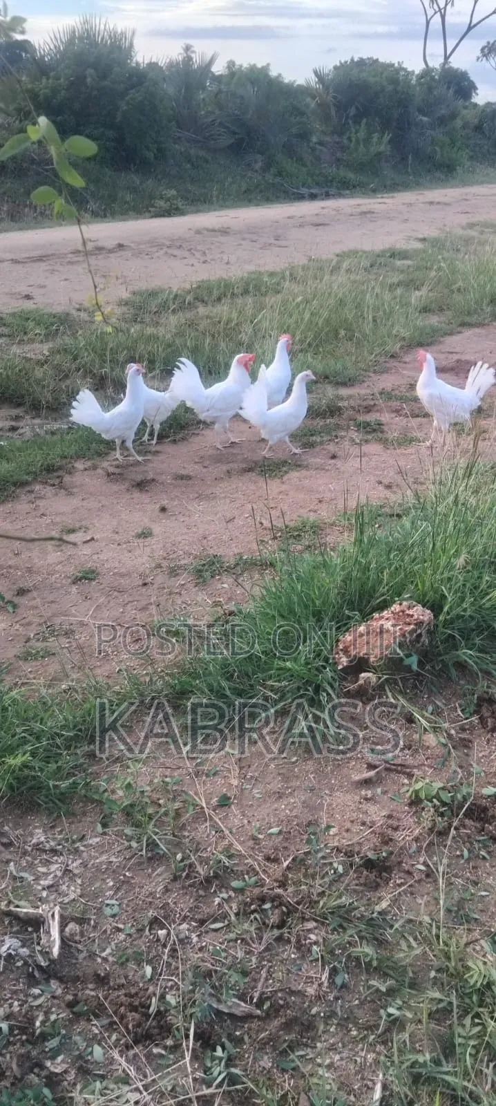 Pure White Leghorn Chicken