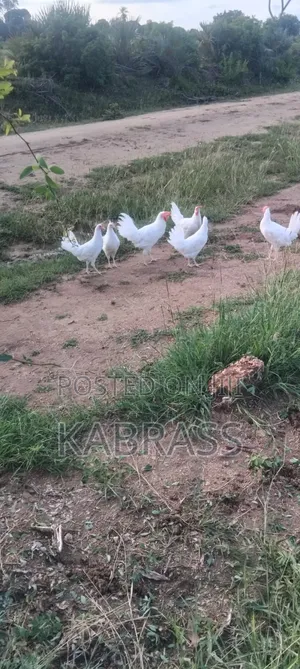 Pure White Leghorn Chicken