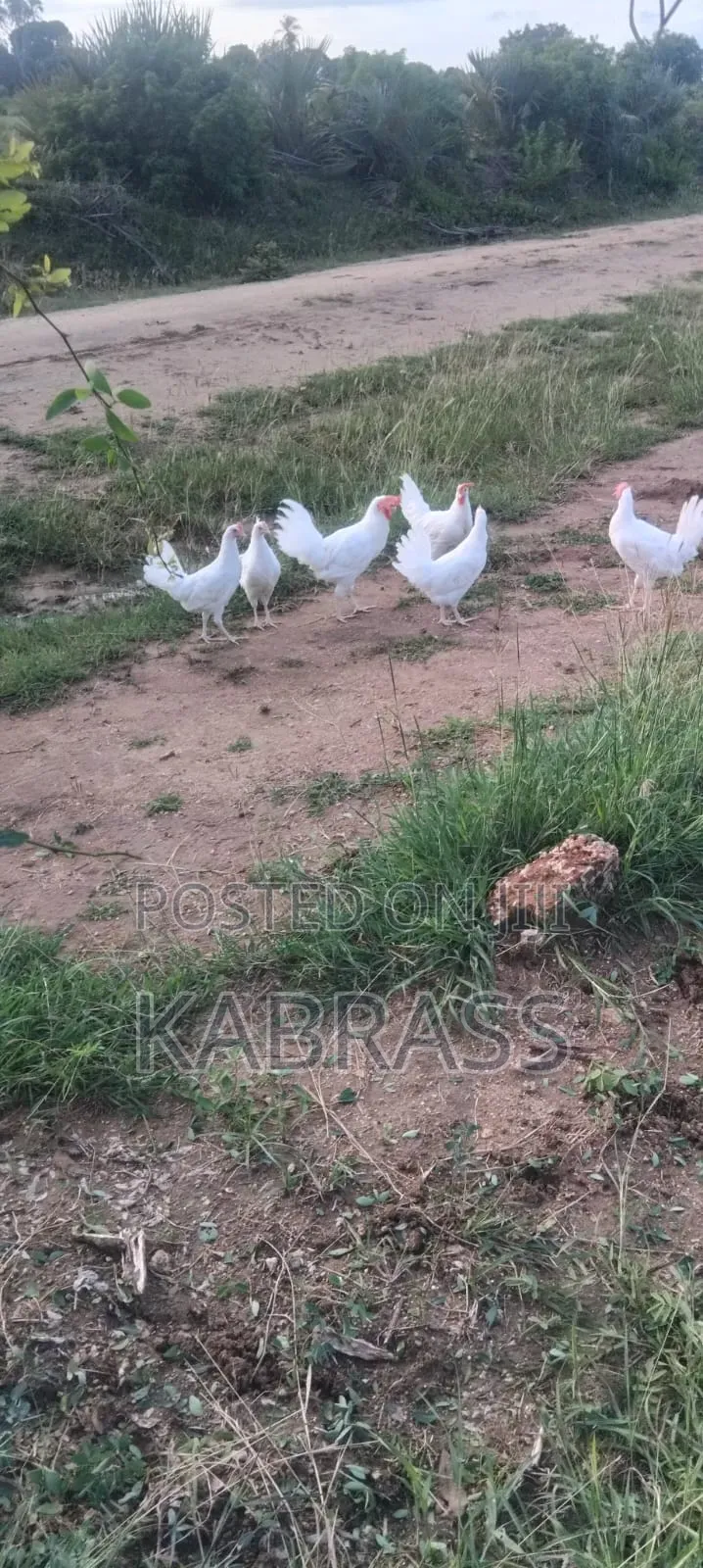 Pure White Leghorn Chicken