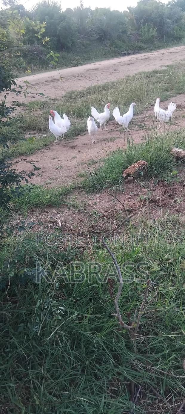 Pure White Leghorn Chicken - thumbnail 3