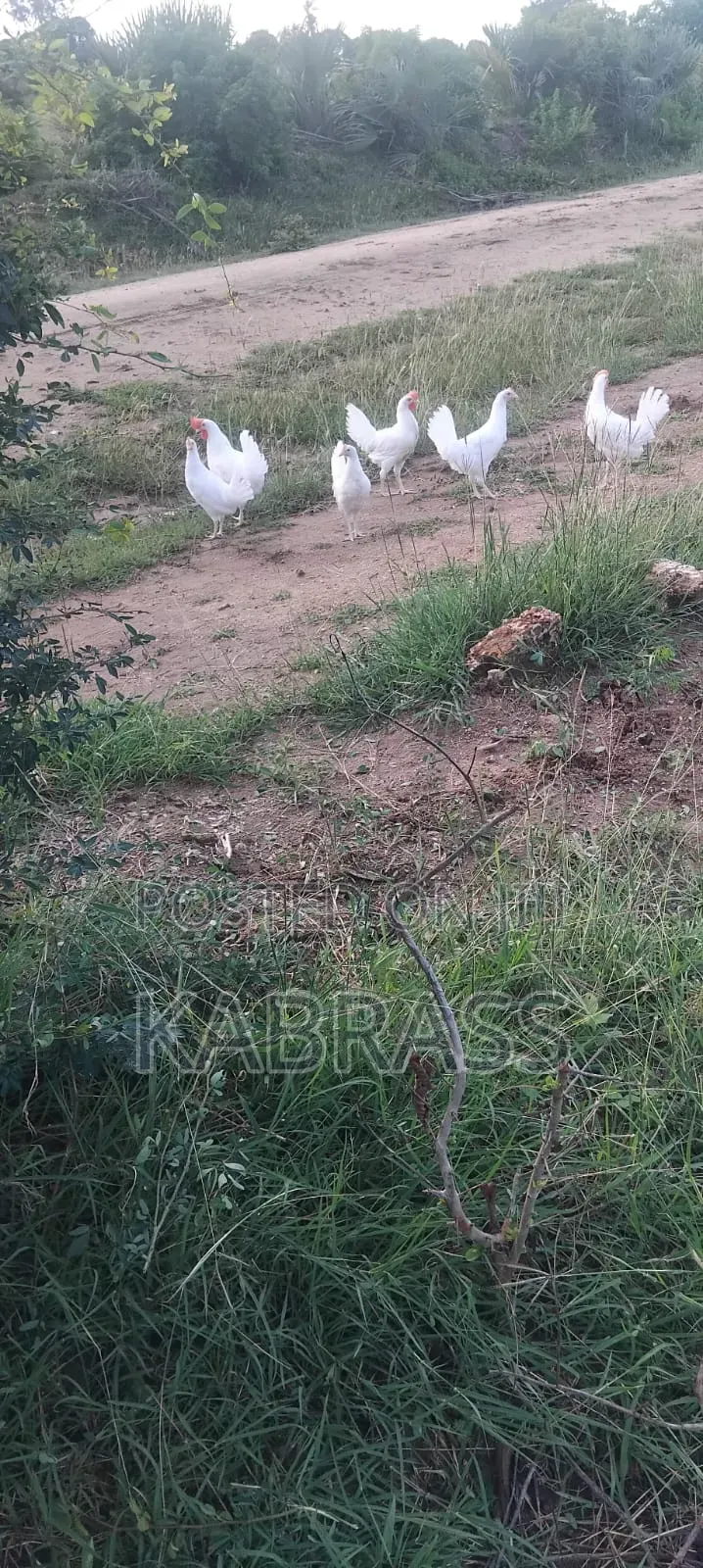 Pure White Leghorn Chicken
