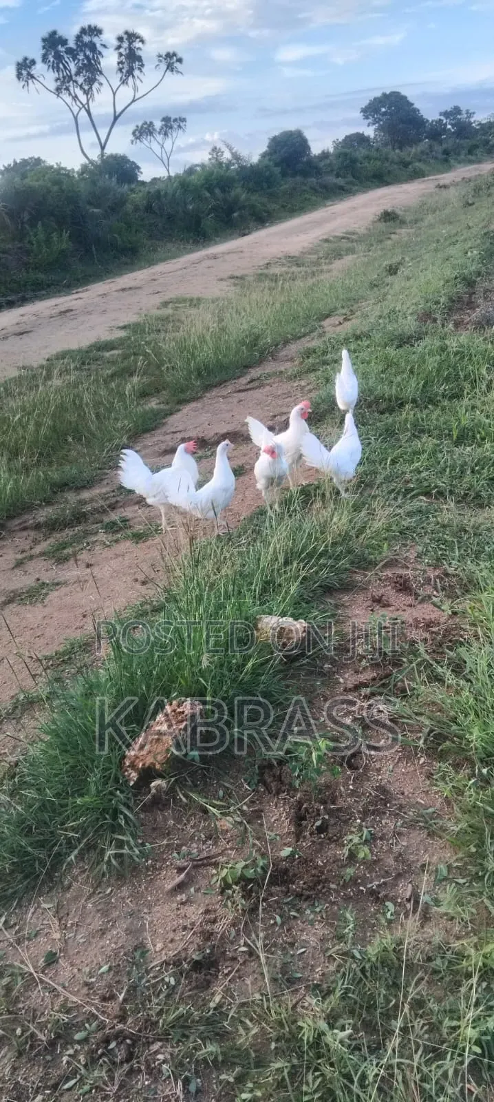 Pure White Leghorn Chicken