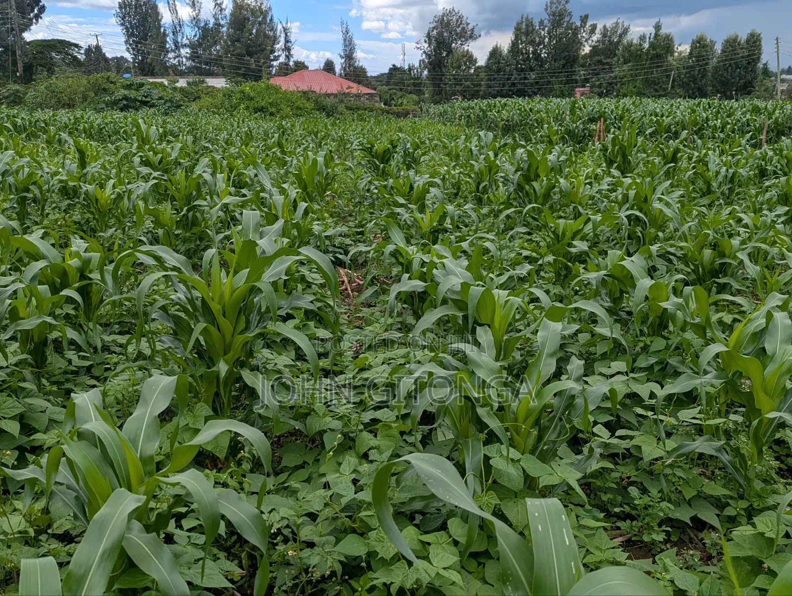 Land for Sale in Njoro Egerton