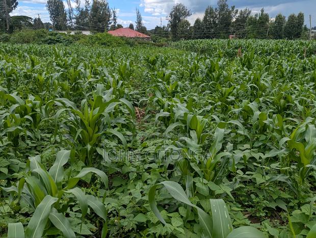 Land for Sale in Njoro Egerton