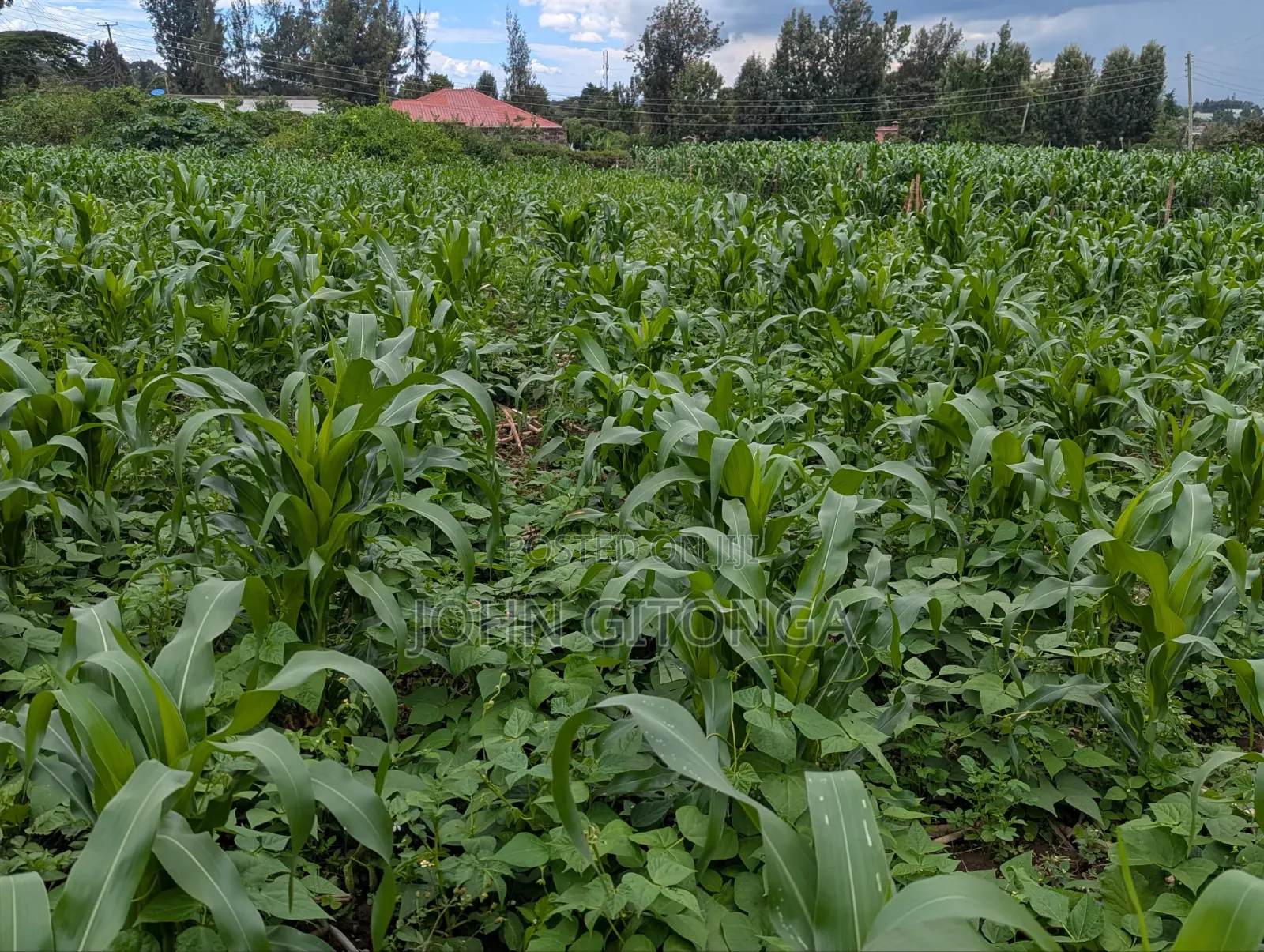 Land for Sale in Njoro Egerton
