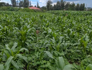Land for Sale in Njoro Egerton
