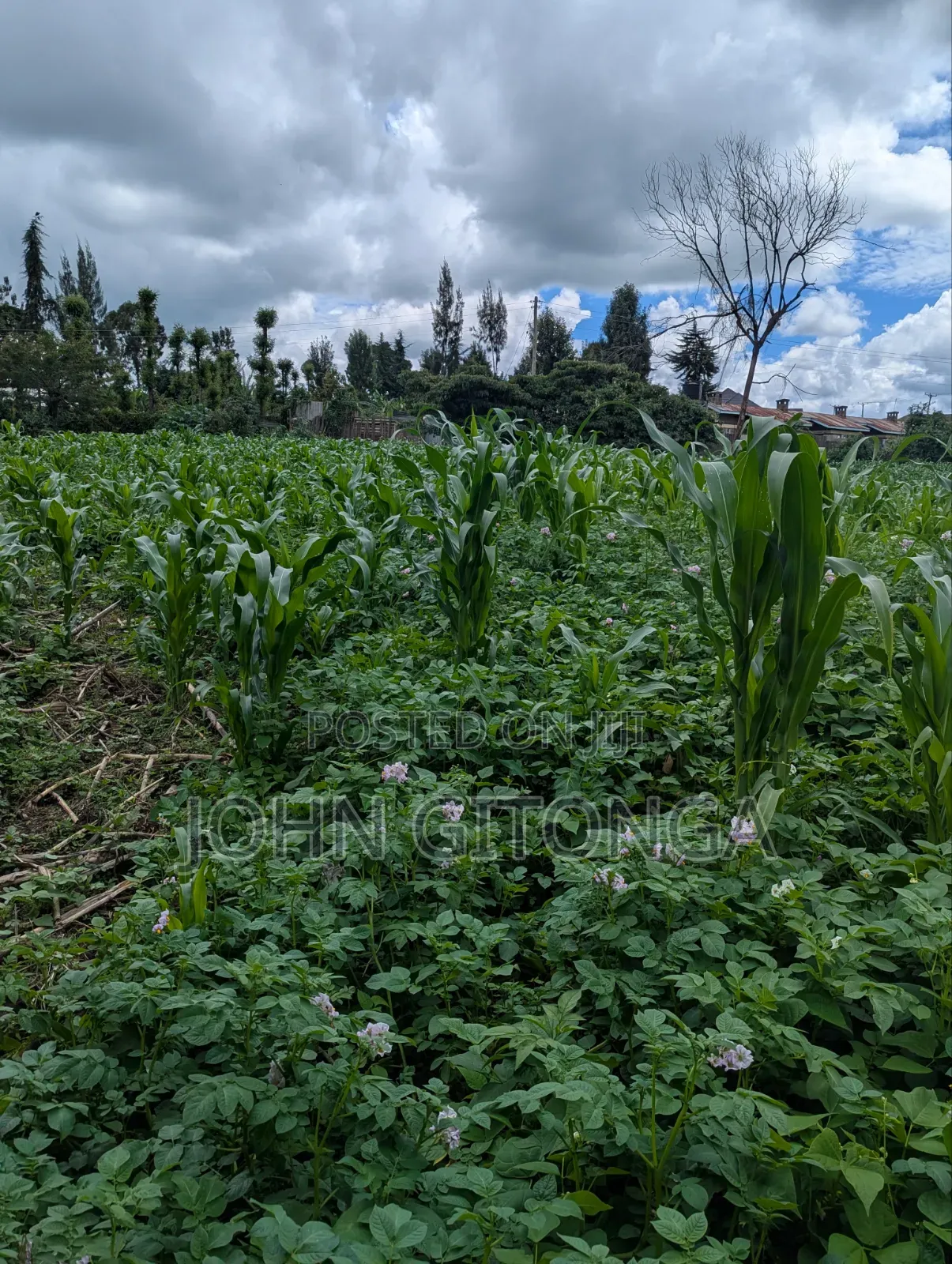 Land for Sale in Njoro Egerton