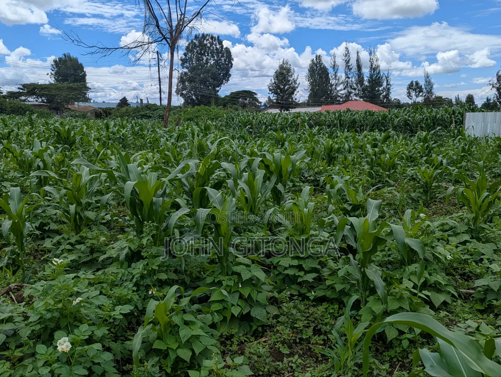 Land for Sale in Njoro Egerton