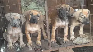 1-3 months Male Purebred Boerboel