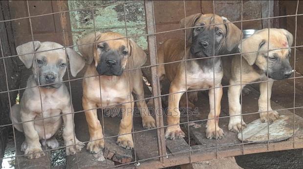 1-3 months Male Purebred Boerboel